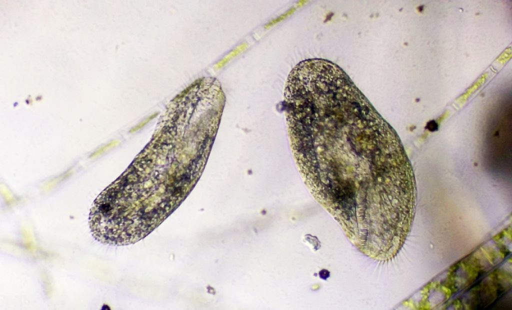 Oxytrichidae in divisione